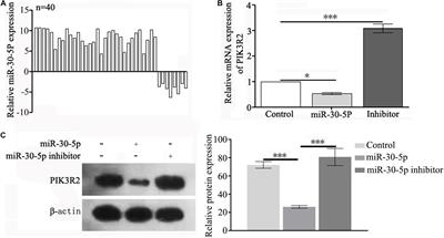 Efficient Delivery of Triptolide Plus a miR-30-5p Inhibitor Through the Use of Near Infrared Laser Responsive or CADY Modified MSNs for Efficacy in Rheumatoid Arthritis Therapeutics